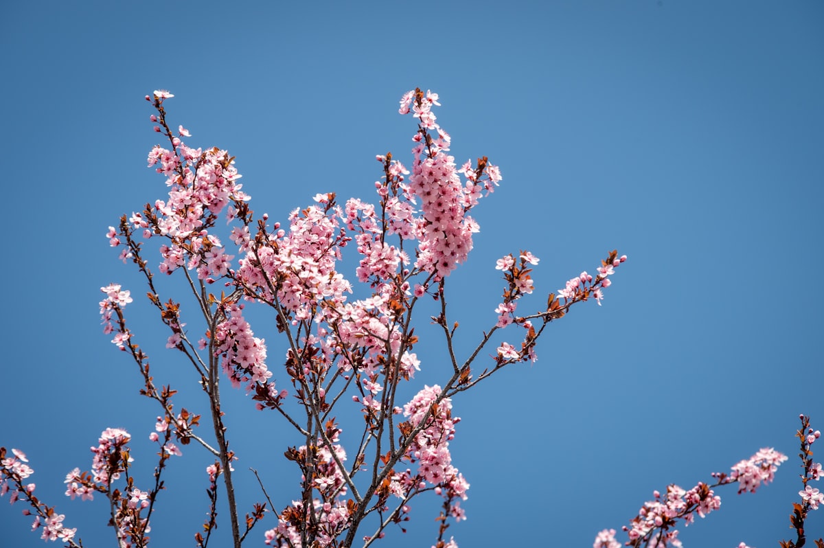 cherry blossom trees in full bloom in Japan during hanami season