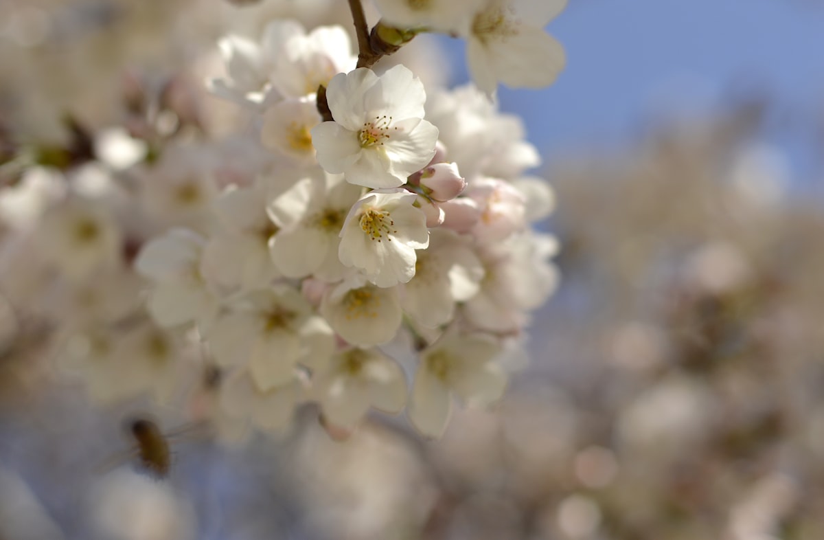 sakura cherry blossom in full bloom against blue sky Japan spring